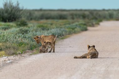 Çölde bir aslanın yakın çekimi.