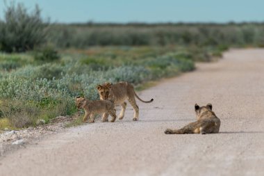 a group of young lions walking in the savannah in southern africa in the middle of a desert.
