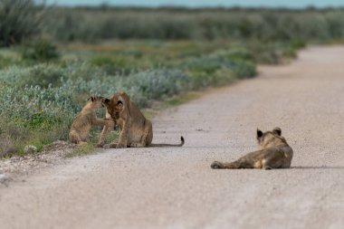 a group of lions on the road