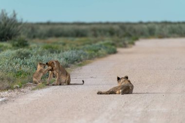 lion cub and cat in the desert