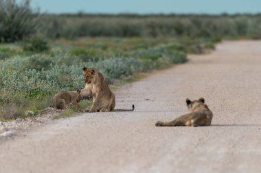 lions on the road in the etosha national park.