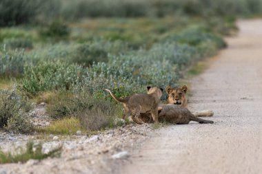 Vahşi aslan ailesi.