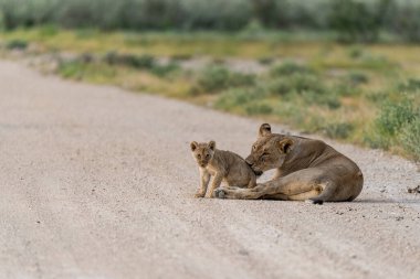 a female lion cub walks through the dry grass.