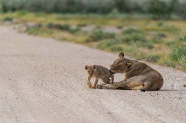 lion cubs and baby cubs walking along road