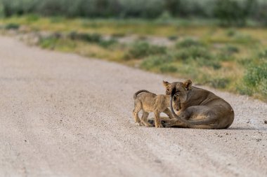 a pair of young lions are walking in a dirt road