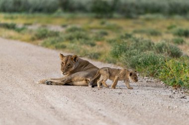 a lion cub with cub