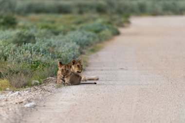 a closeup shot of an adorable lion on a road
