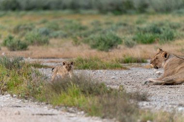 a young female lion male with her female lions in the grass. etosha, namibia