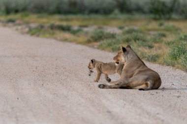 Çölde bir çift aslan.