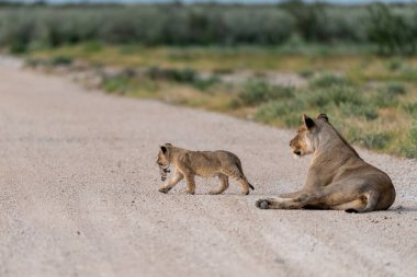 Bebekli aslan yavrusu