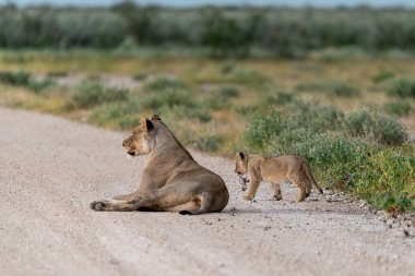 young lion cubs with mother in the kruger park in africa