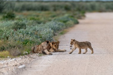 a closeup shot of a cute lion and a lion cub
