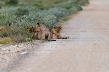 lion family in the nature of africa, in the wild