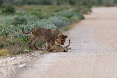 Bebekli aslan yavrusu