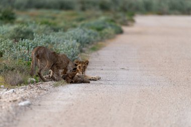 Aslan yavrusu yerde yürüyor.