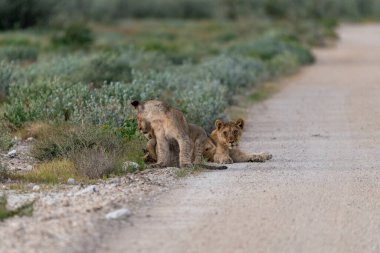 lion cubs walking on the road