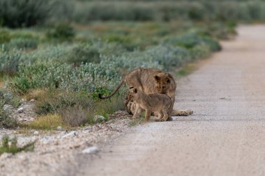 Vahşi aslan ailesi.