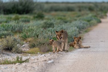 lion lions, lioness in the wild, etosha national park
