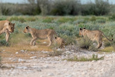 Afrika savanındaki vahşi aslanlar