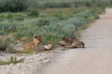 a lion cub with baby in its natural habitat