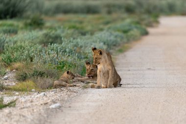 a pair of wild lion cubs are sitting in the road