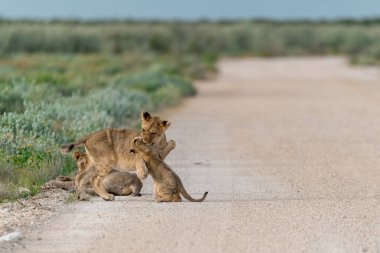 mother with two lions
