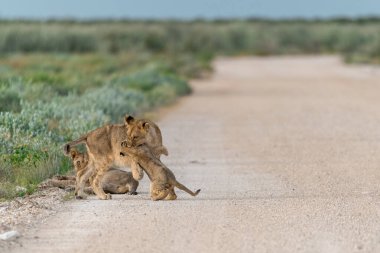 Etoşa Ulusal Parkı 'ndaki aslan ailesi.