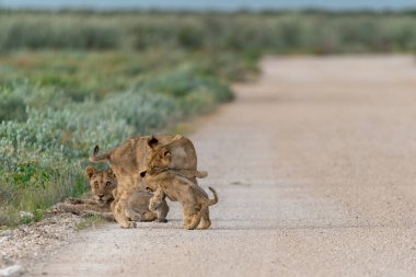 a young family of lion cubs walking through the road in the etosha national park, namibia.