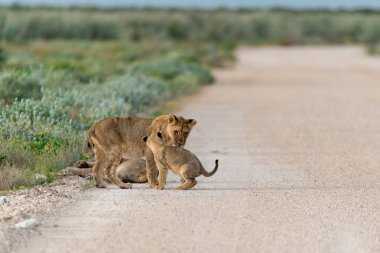 lion cubs with young lion cubs walking along road