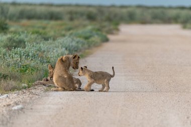 young lion cubs walking on a road