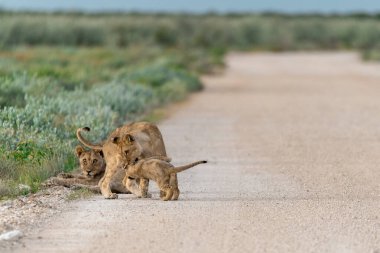 Aslan yavrusu yerde oynuyor.