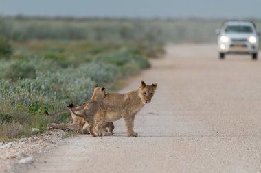 Aslan yavrusu ve aslan