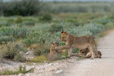 young female lion cub with her mother