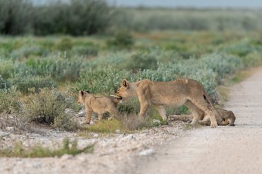 Vahşi aslan yavrusu