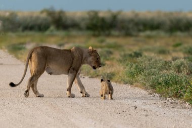 lion family on road