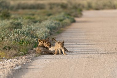 lion lions, lioness, panthera leo, lioness family, lioness