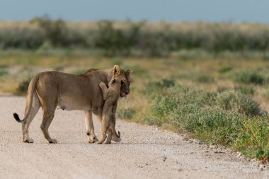 a young lion cub walks in the savannah of namibia