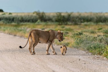 lion and baby cub in the desert