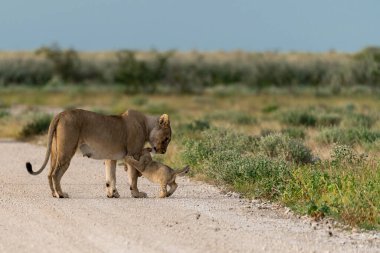 wild zebra and baby in the desert of namibia
