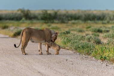 a beautiful shot of a cute lion walking in the savanna