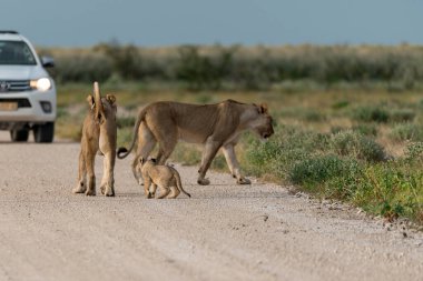 mother and her baby lion in the desert