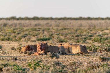 Kenya savanındaki aslan