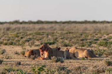 group of wild lions at etosha national park