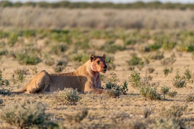 Genç bir dişi aslan çimenlerde yürüyor.