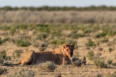 Çimlerde dişi bir aslan