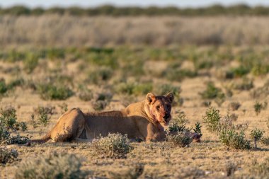 a female lion with a lion in the savannah of namibia. high quality photo