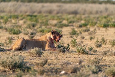 Namibya 'daki Etosha Milli Parkı' nda Aslan