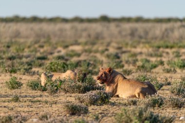 lion cub in the savannah of kenya in the wild