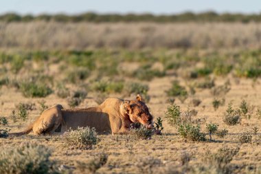 Namibya 'daki Etoşa Milli Parkı' nda aslan.