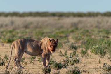Kenya savanındaki aslan